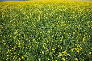 KK官方对战平台DotA专区“不朽之战”S1赛季全面开战